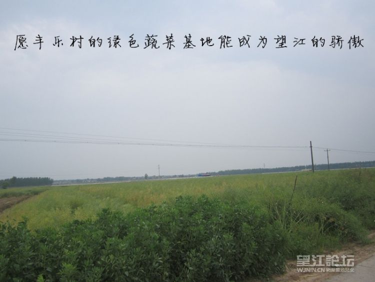 愿丰乐村的绿色蔬菜基地能成为望江的骄傲.jpg