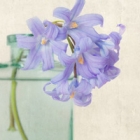 那些花儿、散落在天涯