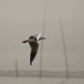 武昌湖风景之一-------可爱的天鹅
