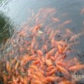 鱼水情