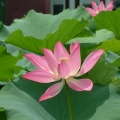 春暖花开
