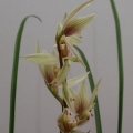兰花