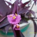 家里的花儿