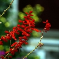 东圩风光---春