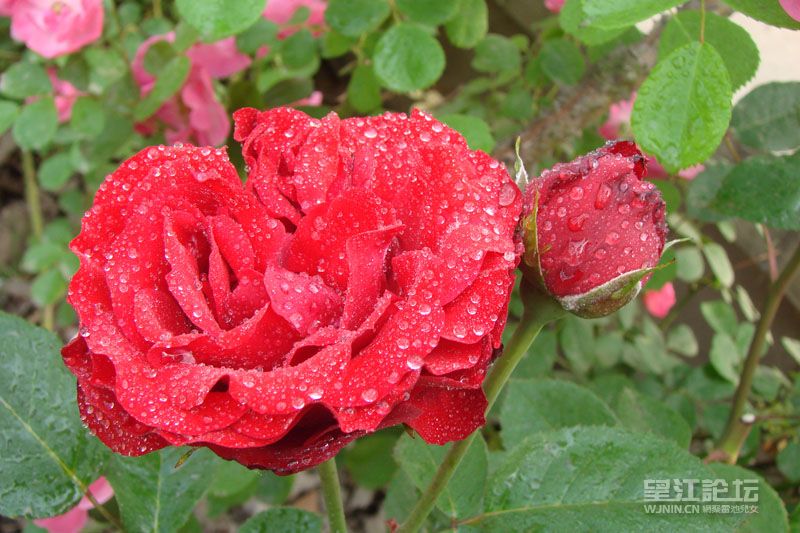 DSC02988.JPG