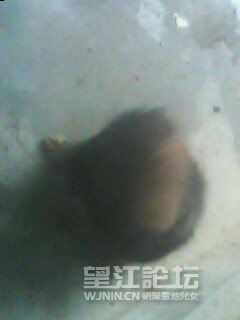 IMG0217A.jpg