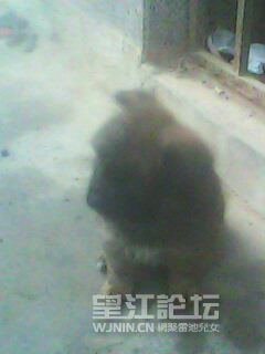 IMG0218A.jpg