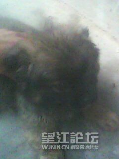 IMG0220A.jpg