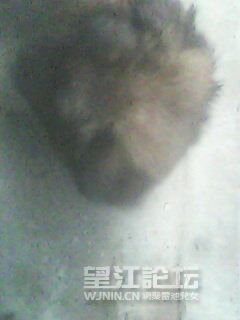 IMG0219A.jpg