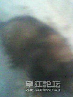 IMG0221A.jpg