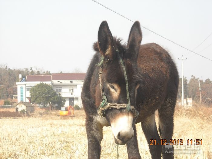 DSCN9798.jpg