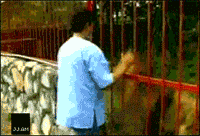 201107290951261479.gif