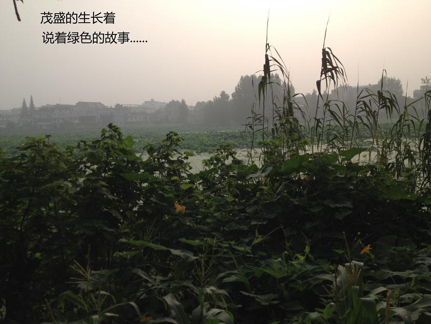 cy00.jpg