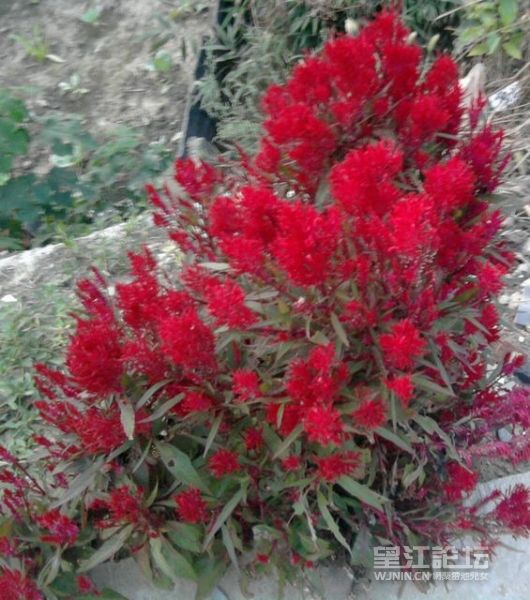 照片1403鸡冠花.jpg