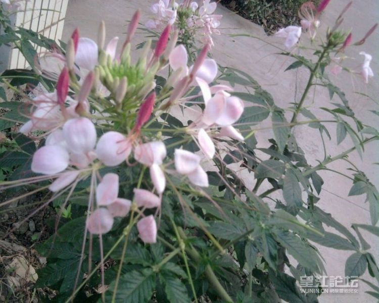 照片1447R.jpg