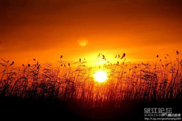 朝阳芦苇图.jpg