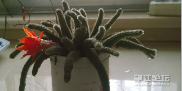 QQ图片20150515103726.png
