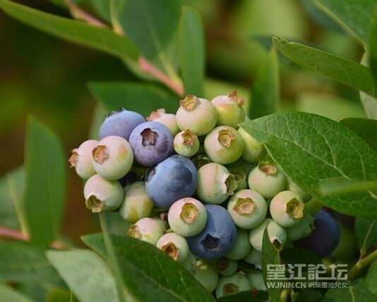 蓝莓.jpg