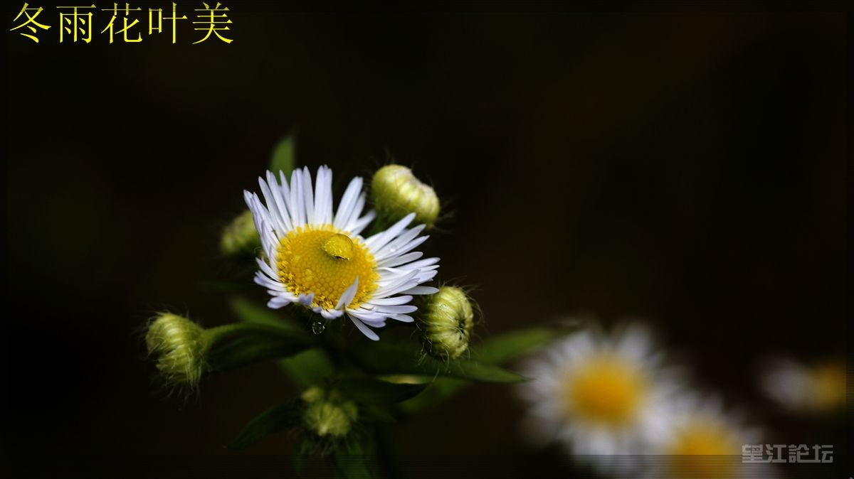 _DSC5204.JPG