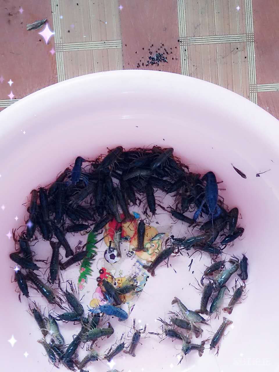 蓝色龙虾