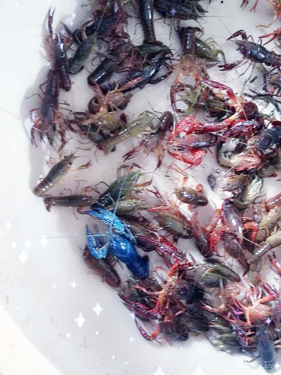 蓝色龙虾