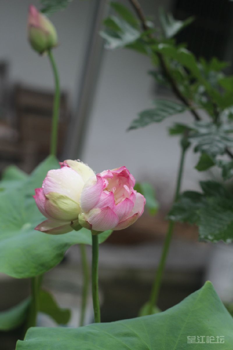 IMG_7233.JPG