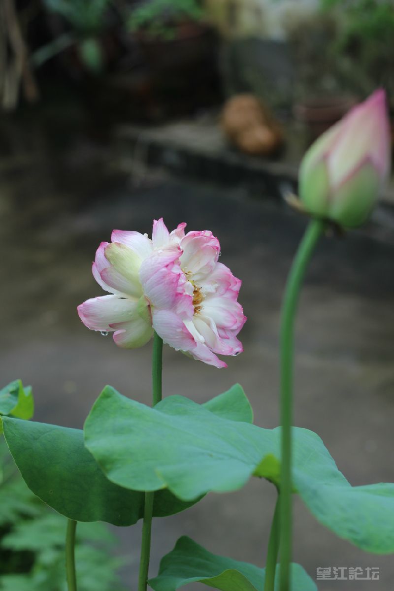 IMG_7260.JPG