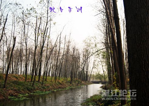 秋日莲洲 (3)传.jpg